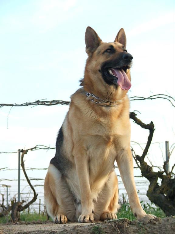 Full Blooded German Shephard DogCast Radio