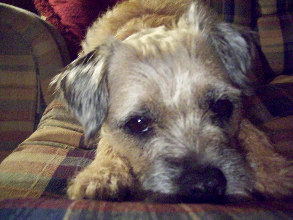 Scruffy The Border Terrier Dogcast Radio
