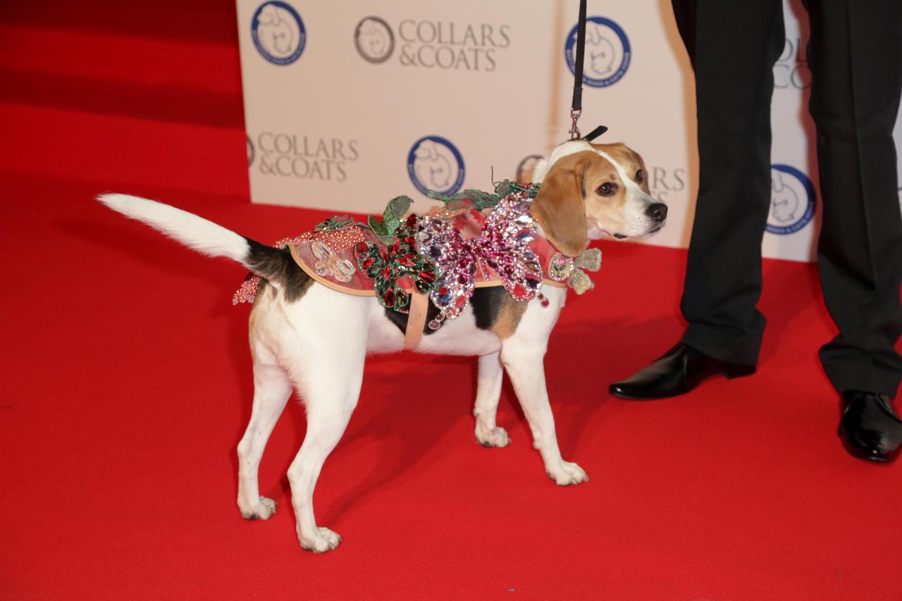 Beagle models Vivienne Westwood creation | DogCast Radio