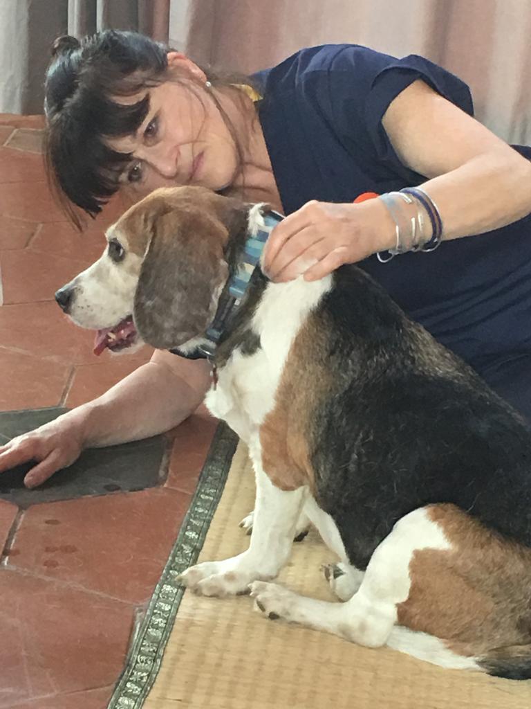 science diet id dry dog food